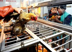 上海活禽交易恢复供应销售乏力 仅童子鸡卖得好
