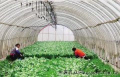 保障上海“菜篮子” 首批外延蔬菜基地将挂牌