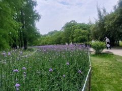 刘健泰|随和 随缘 随心走——晚霞尽朝晖之十