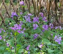 《临江仙》五阕(词林正韵)