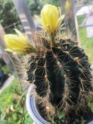 刘健泰|花开 欣喜 沾仙气一一 晚霞尽朝晖之十四