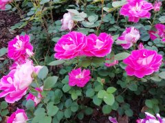 《津沽散笔》(301): 送您一份尊重