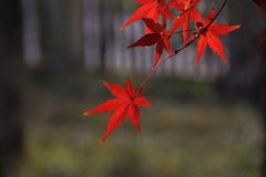 王建设:方寸之间的四季春秋