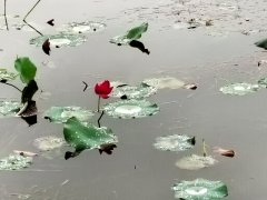 雨中环游美兰湖