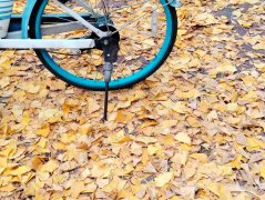 郑若芬:啊,秋叶!