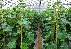 此物不要吃!健康风险太大了