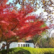 《暖冬与落叶》