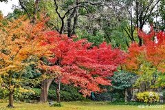 ־ӰƷѡ-----³Ѹ԰Ҷ