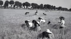 乌兰察布上海知青联谊会常务理事会总结2025年工作