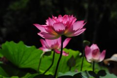 �ü�������㻤���ǡ�����չ˳����