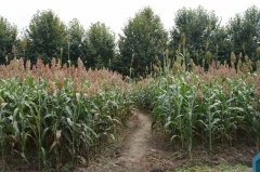 别再只盯着益生菌!这种食物才是抗炎长寿的关键