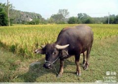 ��Ӽǣ�����