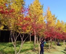 对知青50周年的历史与哲学反思