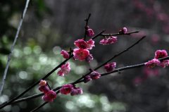 ���µ�÷��