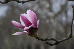 玉兰应候至 今岁不违时