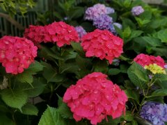 ������֪