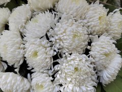 �����ֲ��ӵ������ĸ�ԭ�񾯣�