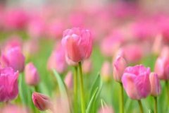 ���ĺ꣺ҽѧ�����ţ���Ҫ�ṩ����������
