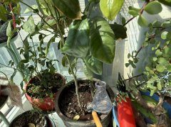 ��ĩ|ɢ��. ���Ҽҵİٲ�԰��