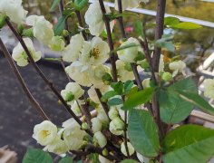 ʹ�����������ҡ��Ϻ�������ԭ��ϯʩ��ηȥ��