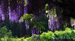 ���ι�����