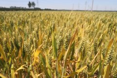 夏粮首超3000亿斤背后的农业新质生产力